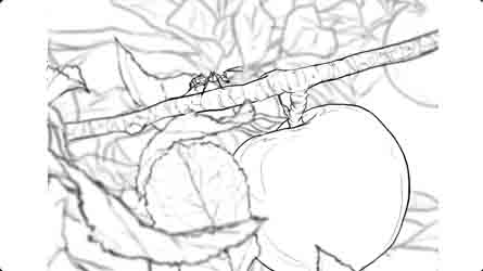 storyboards